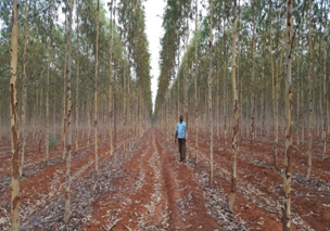 Commercialization of Clones of Casuarinas and Eucalyptus