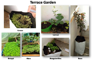 Tree Rich Biobooster- An alternate potting mixture for plant production. 