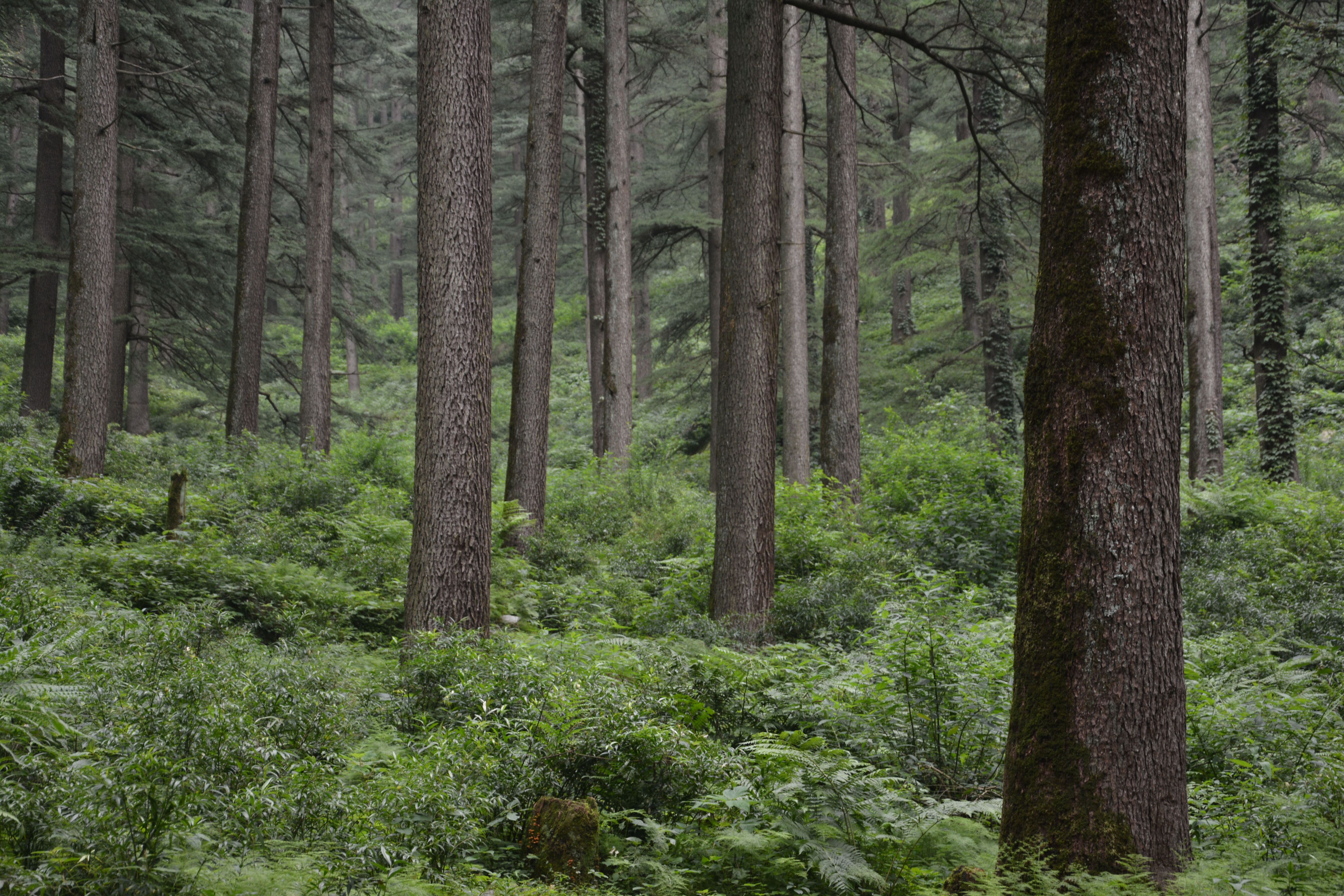 Integrated Pest Management of Deodar Defoliator (<i>Ectropis deodarae </i>Prout) 