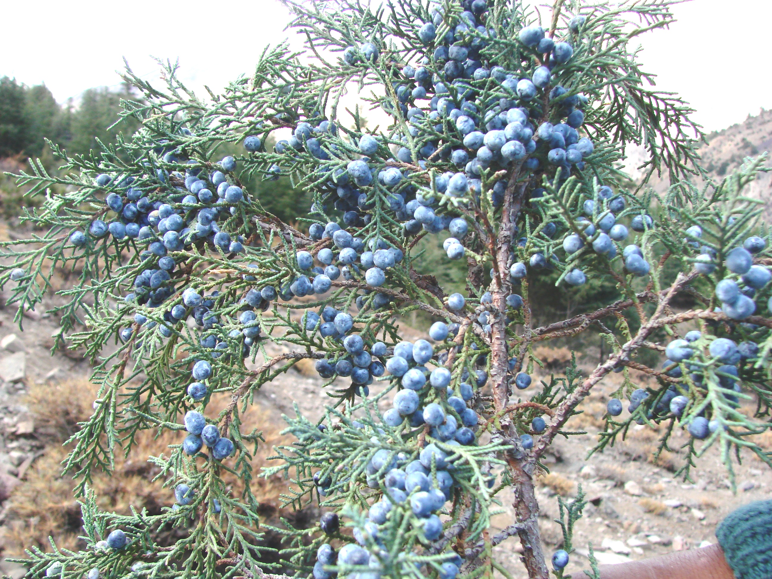 Seed Technology of <i>Juniperus polycarpos</i> (Himalayan Pencil Cedar)