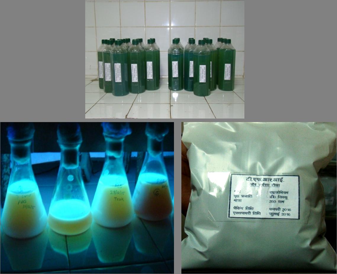 Production and distribution of biofertilizers of microbial origin