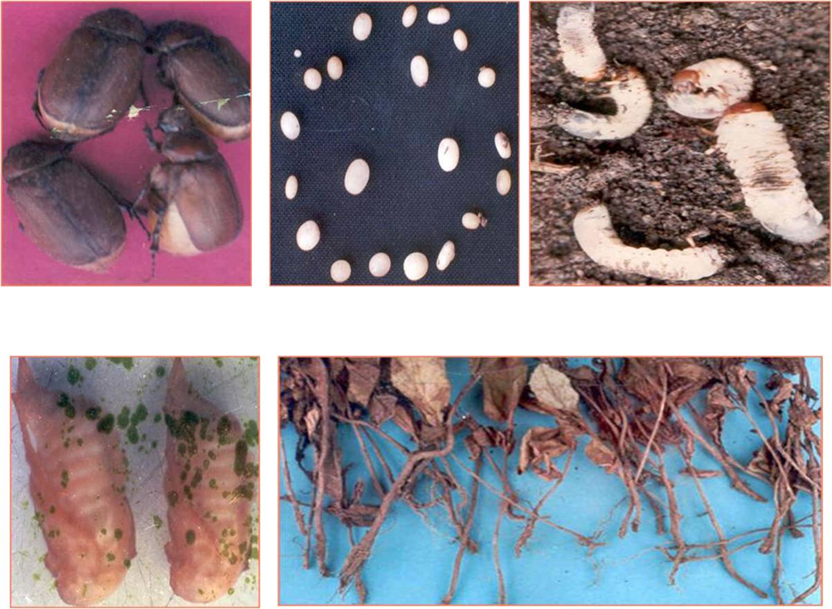 Management of white grubs in teak nurseries 